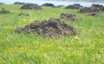 ボコボコした地面の写真