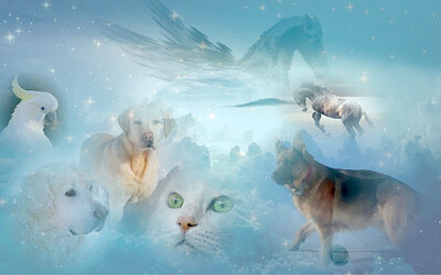 動物のイメージイラスト