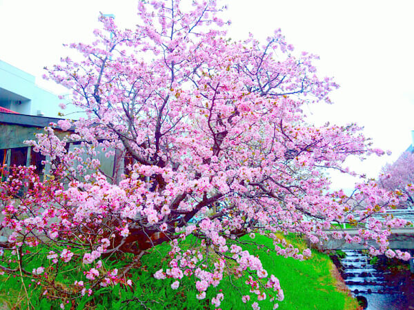 チシマザクラの写真