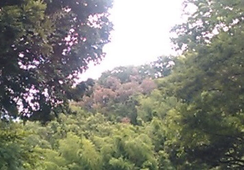 mintさんからの投稿写真