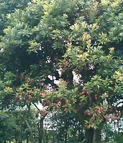 ヤマモモの写真