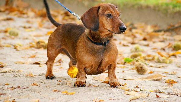 ダックスフンドの写真