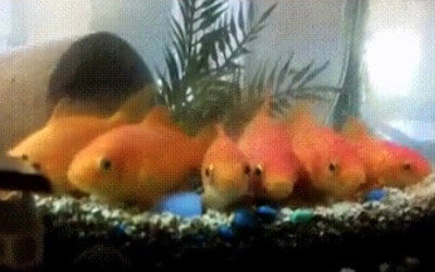 金魚が整列している写真