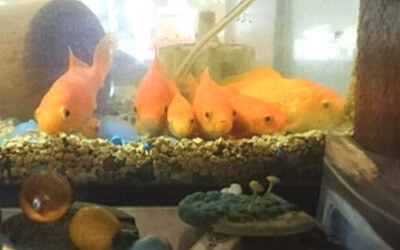 金魚が整列している写真