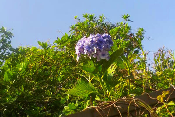 季節外れの紫陽花の写真