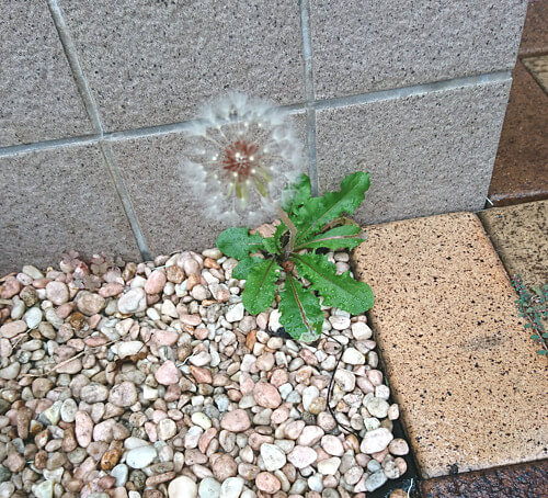 たんぽぽの写真
