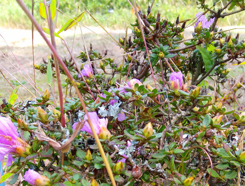 ミヤマキリシマの写真
