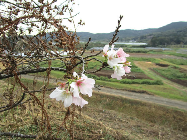 桜の写真(中年おっさんさん撮影)