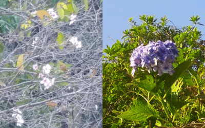 季節外れの桜と紫陽花の写真