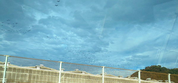 カラスの大群の写真