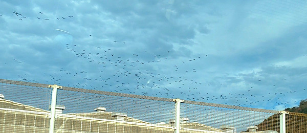 カラスの大群の写真