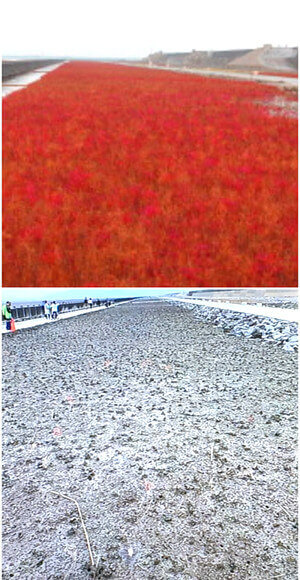 シチメンソウの写真