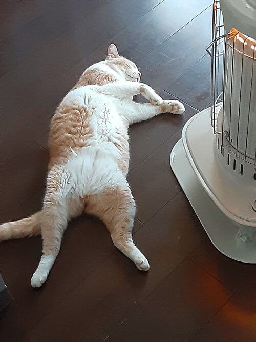 にゃんさんからの投稿写真