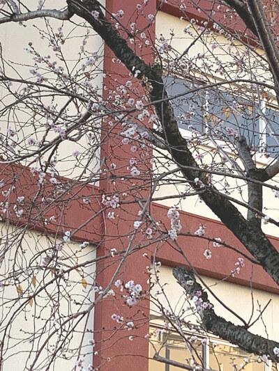 桜の写真