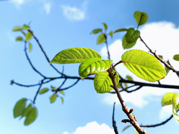 ヒマラヤ桜の写真
