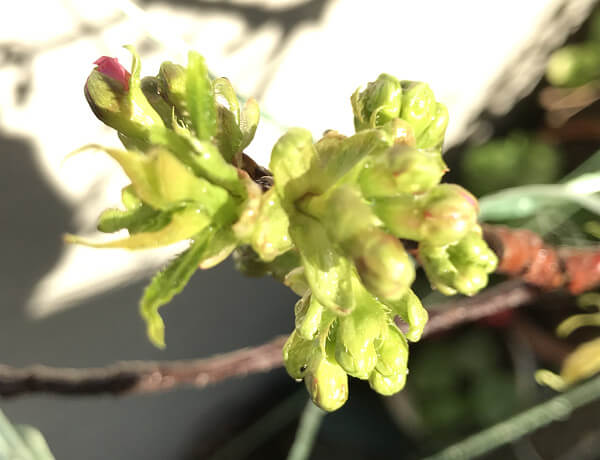 ヒマラヤ桜の写真