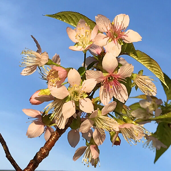 ヒマラヤ桜の写真