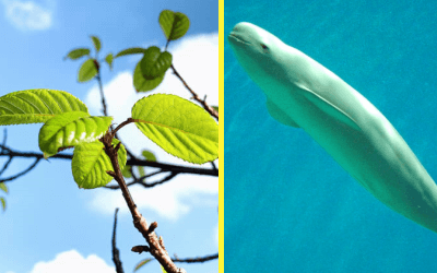 ヒマラヤ桜とスナメリの写真