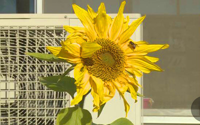 真冬に咲いたひまわりの写真