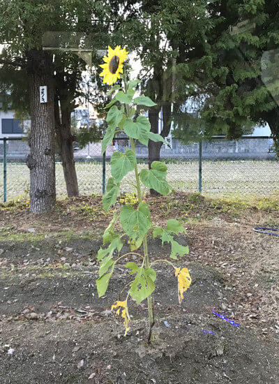 真冬に咲いたひまわりの写真
