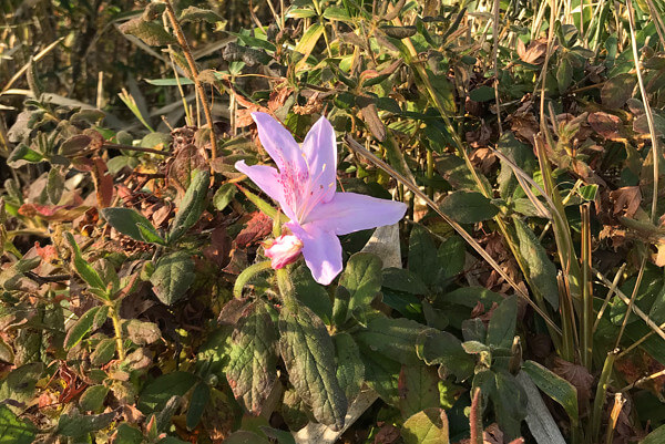 真冬に咲いたツツジの写真