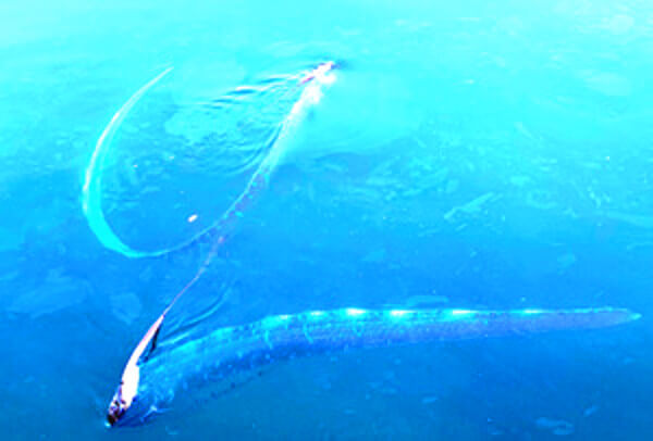 リュウグウノツカイの写真