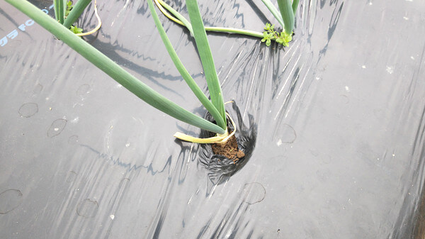 たまねぎの写真