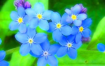 忘れな草の写真