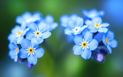 忘れな草の写真