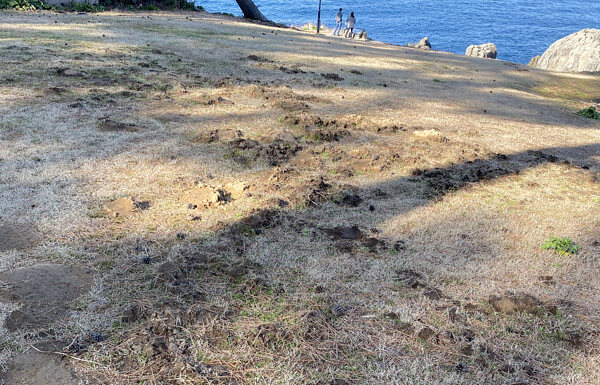 モグラ塚の写真