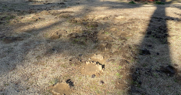 モグラ塚の写真