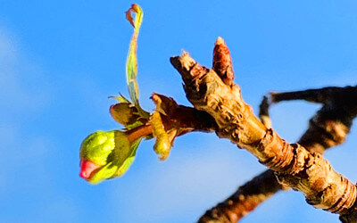 ヒマラヤ桜の写真