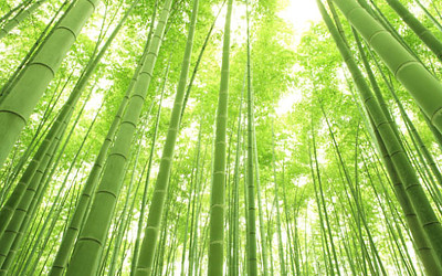 竹の写真