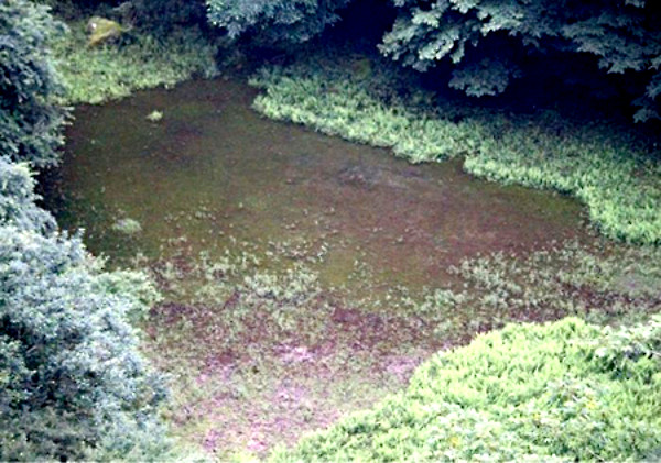 幻の赤池の写真