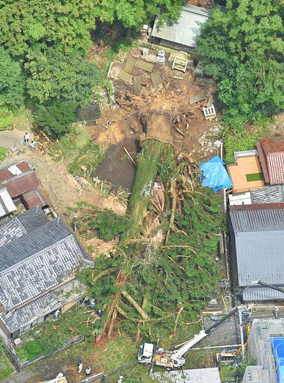 神明神社のご神木の杉が倒れた時のニュース写真