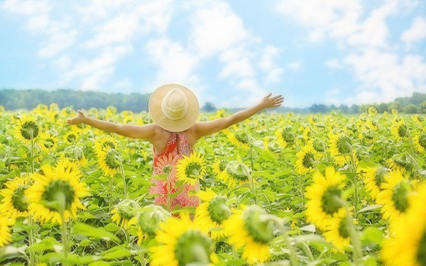 ひまわりの写真