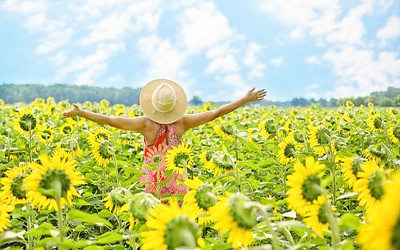 ひまわりの写真