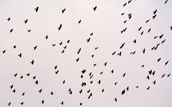カラスの群れの写真