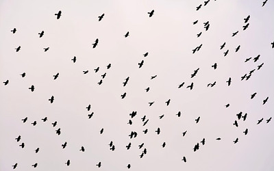 カラスの群れの写真