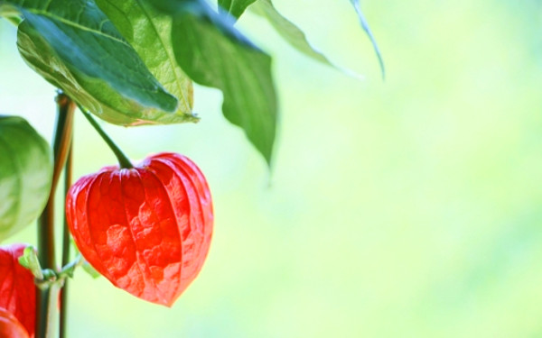 ホオズキの写真