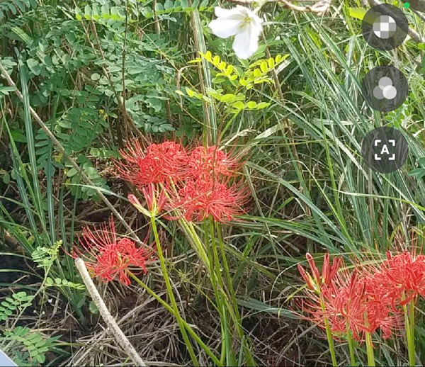 彼岸花の写真