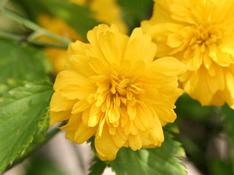 八重山吹の花の写真