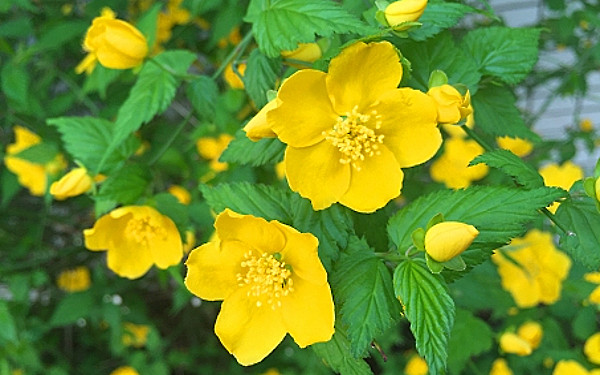 山吹の花の写真