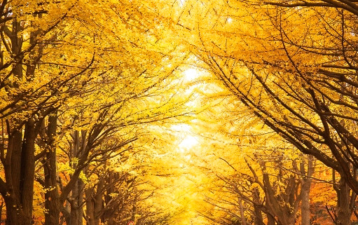 秋のイメージ写真