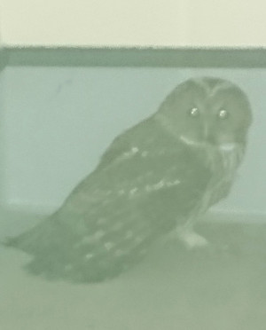 フクロウの写真