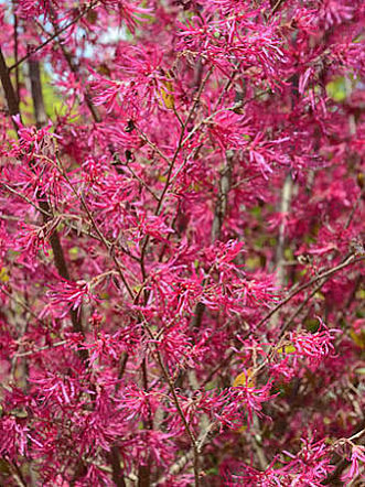 ベニバナトキワマンサクの写真