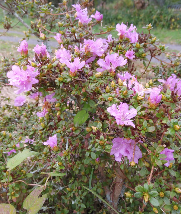 ミヤマキリシマの写真