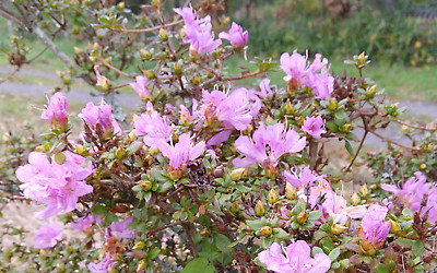 ミヤマキリシマの写真