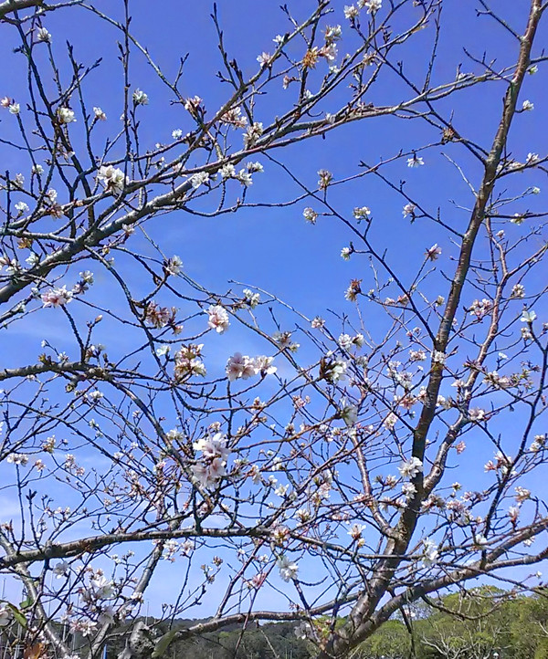 桜の写真