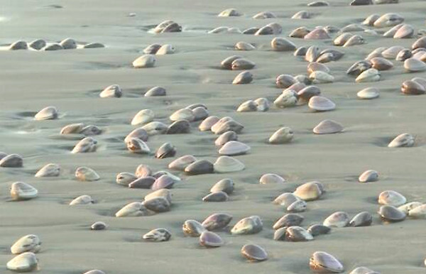 千葉県(九十九里浜)に打ち上げられたハマグリの写真